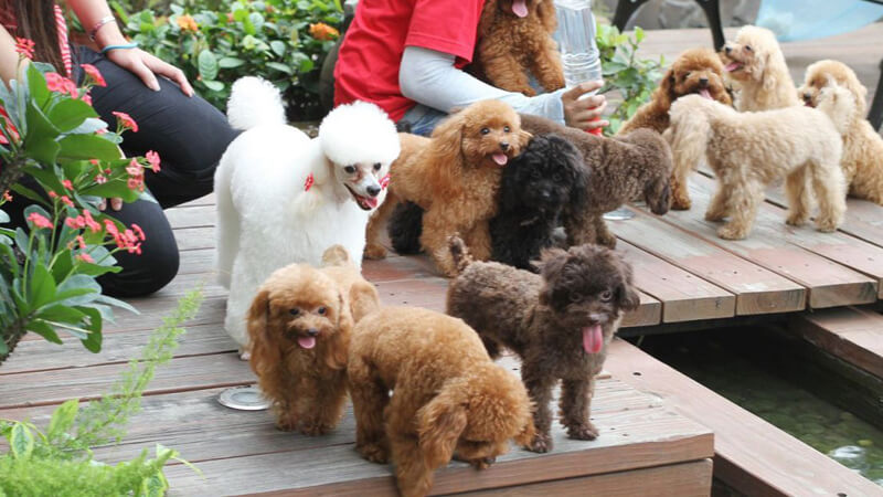 Poodle