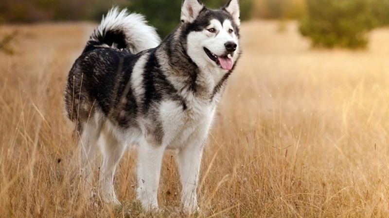 husky
