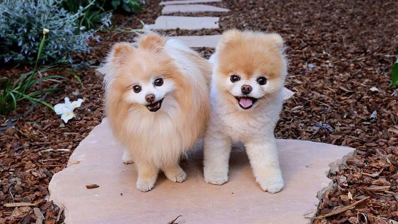 Pom
