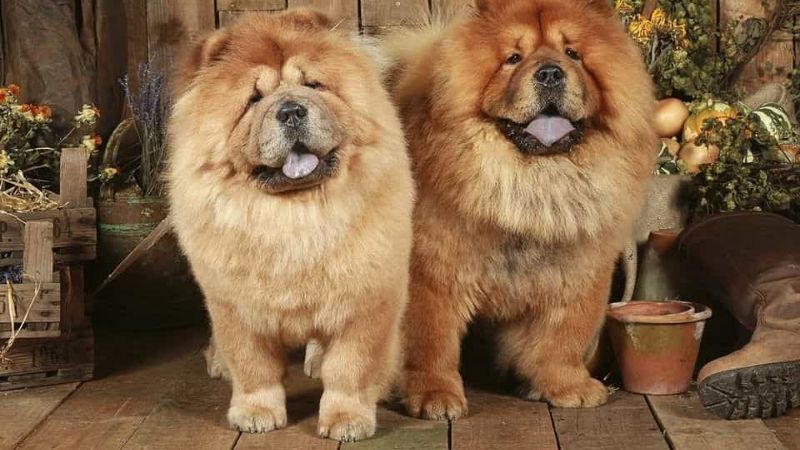 Chow chow