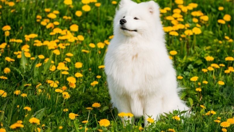 Sam