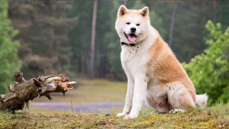 Akita Inu