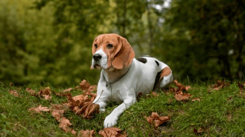 beagle hunter