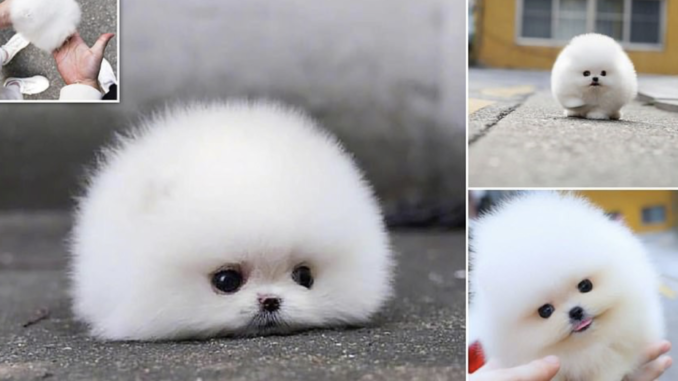 cute tiny pemeranian puppy