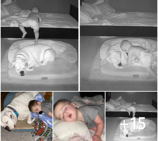 boy Sleep with His Beloved Dog
