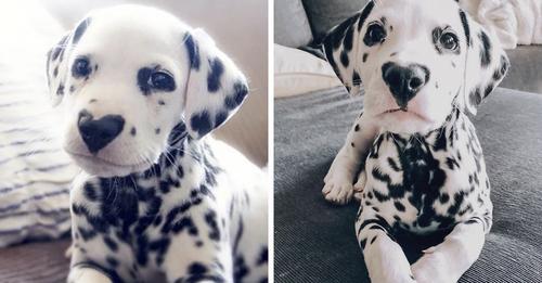 A Little Dog Was Born With A Heart Shaped Nose