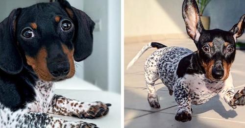 A Cute dog was born with a color that people think he wears a suit