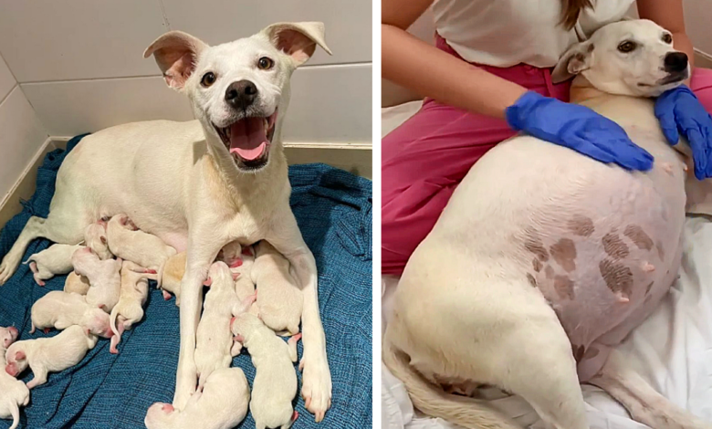 nine Weeks Pregnant Mama Dog Abandoned In Front Of Our Shelter Gave Birth To 14 Cute Puppies