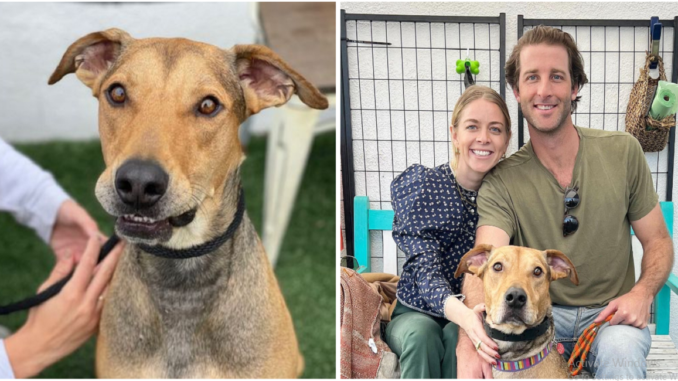 Happy Smile Of Adopted Dog