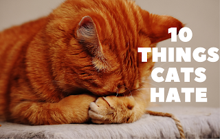 Top 10 things to avoid doing with Cats