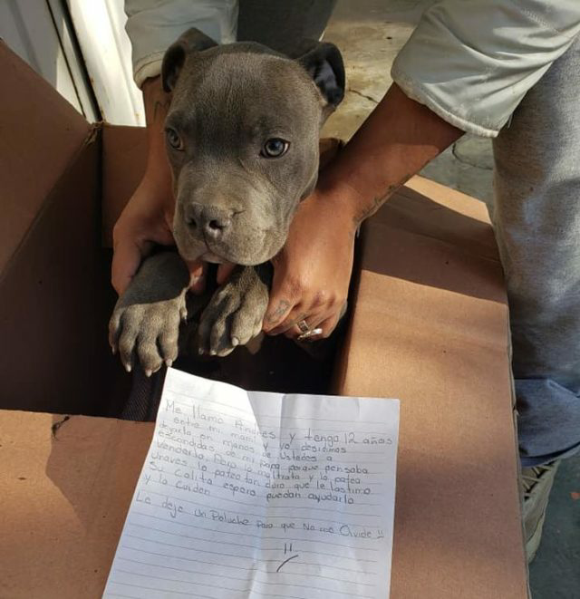 12-year-old-boy-leaves-puppy-outside-shelter-with-a-devastating-note