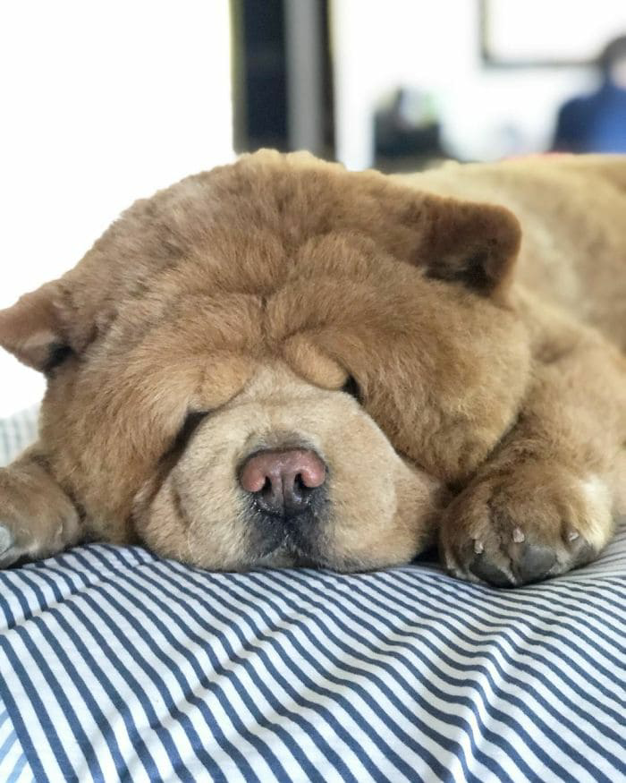 1681517342_102_meet-chowder-the-chow-chow-dog-that-looks-like-a