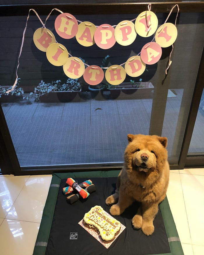 1681517342_344_meet-chowder-the-chow-chow-dog-that-looks-like-a