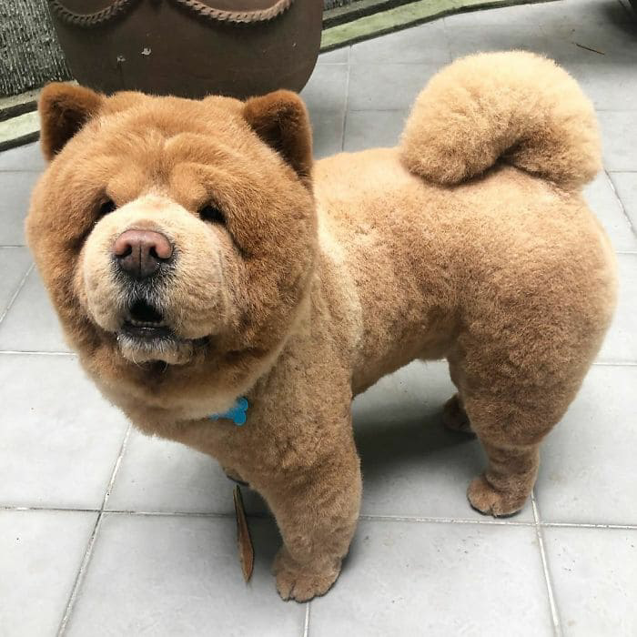 1681517342_609_meet-chowder-the-chow-chow-dog-that-looks-like-a