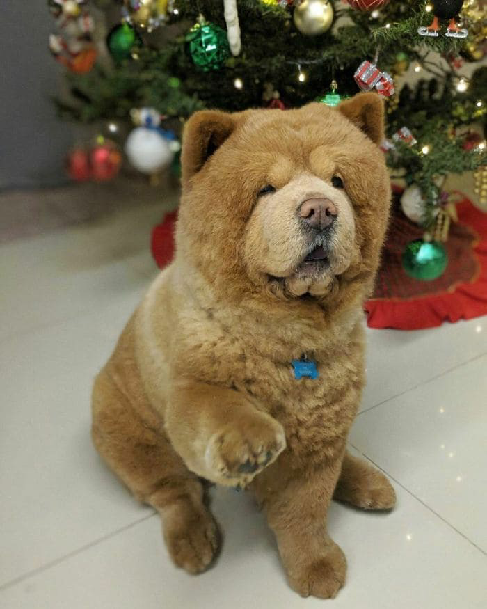 1681517342_854_meet-chowder-the-chow-chow-dog-that-looks-like-a