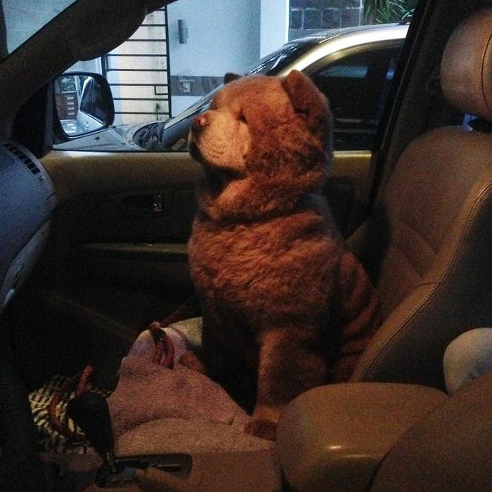 1681517343_374_meet-chowder-the-chow-chow-dog-that-looks-like-a