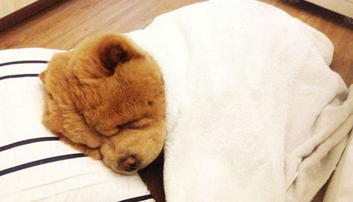 1681517343_921_meet-chowder-the-chow-chow-dog-that-looks-like-a