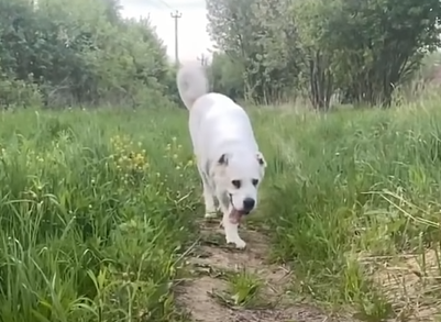 1681532341_500_the-kids-teased-the-e1b485ceb9se1b480ca99ca9fe1b487e1b485-puppy-because-of-her-appearance