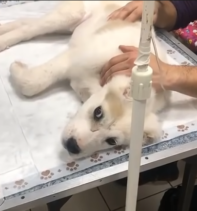 1681532341_761_the-kids-teased-the-e1b485ceb9se1b480ca99ca9fe1b487e1b485-puppy-because-of-her-appearance