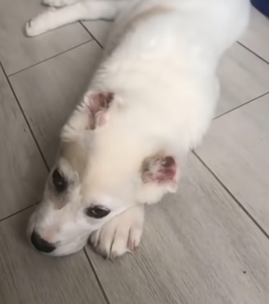 1681532341_830_the-kids-teased-the-e1b485ceb9se1b480ca99ca9fe1b487e1b485-puppy-because-of-her-appearance