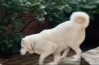 1681532341_893_the-kids-teased-the-e1b485ceb9se1b480ca99ca9fe1b487e1b485-puppy-because-of-her-appearance