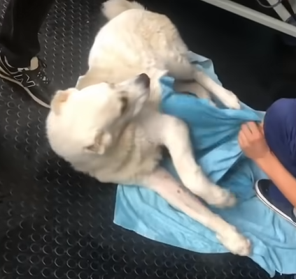 1681532342_674_the-kids-teased-the-e1b485ceb9se1b480ca99ca9fe1b487e1b485-puppy-because-of-her-appearance