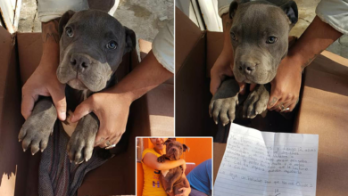 Abandons Puppy