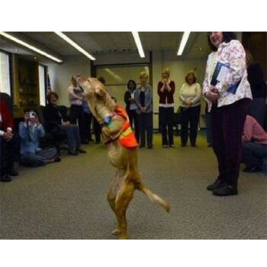 1682133013_115_e28098two-legged-dog-was-kicked-out-of-the-house-by-her