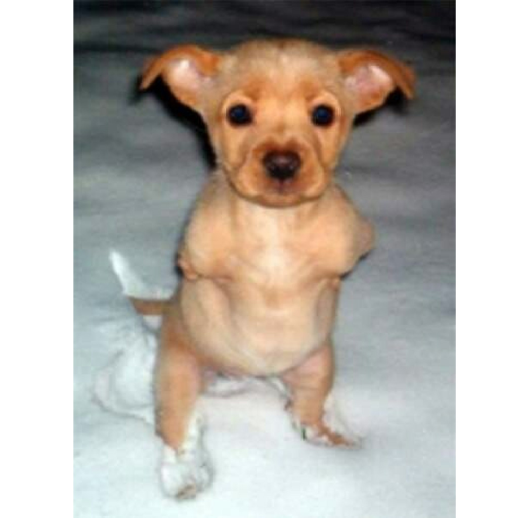 1682133013_145_e28098two-legged-dog-was-kicked-out-of-the-house-by-her