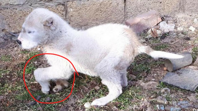 1682222633_202_the-kids-teased-the-e1b485ceb9se1b480ca99ca9fe1b487e1b485-puppy-because-of-her-appearance