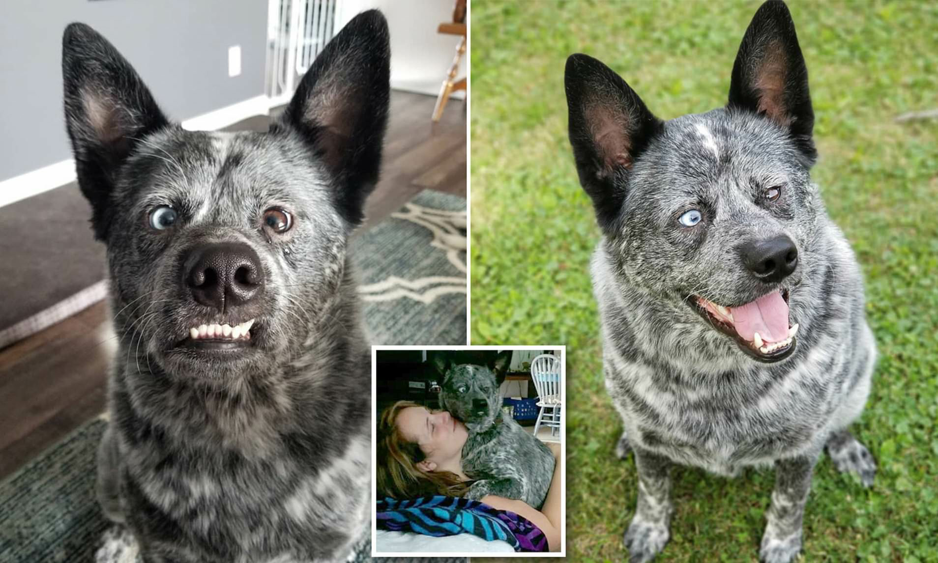 dog-missing-parts-of-brain-is-saved-from-being-put