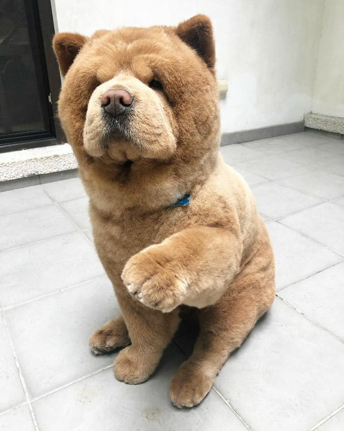 meet-chowder-the-chow-chow-dog-that-looks-like-a