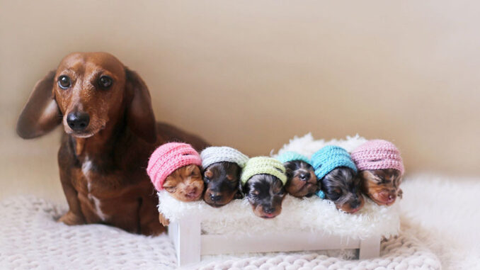 sausage-dog-maternity-photoshoot-puppies