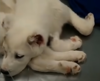 the-kids-teased-the-e1b485ceb9se1b480ca99ca9fe1b487e1b485-puppy-because-of-her-appearance