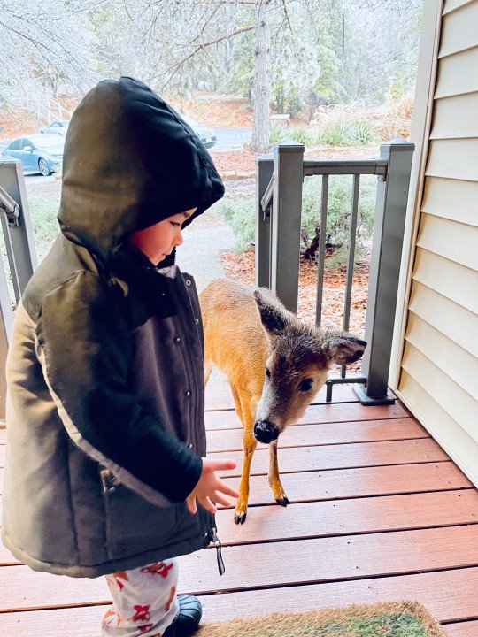 1612991866_mo3 The Moment A 4-Year-Old Boy Bring Home A Baby Deer He Befriends In The Woods