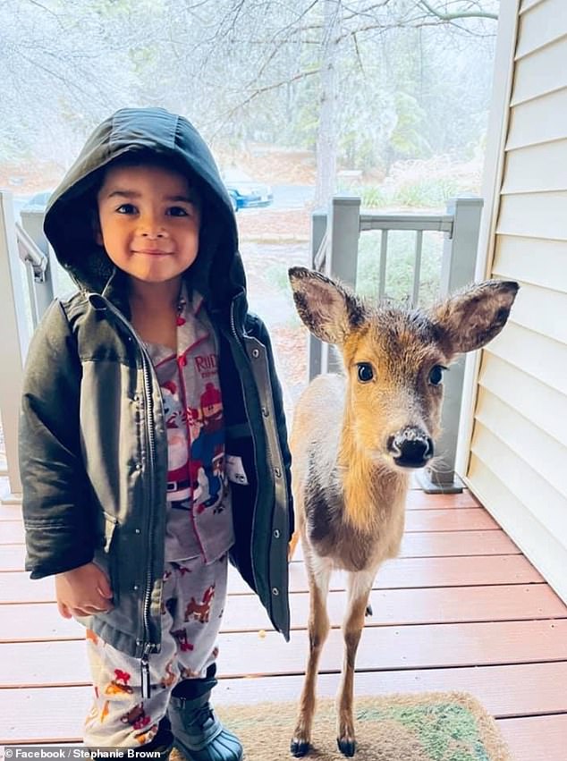 1612991906_mo1 The Moment A 4-Year-Old Boy Bring Home A Baby Deer He Befriends In The Woods