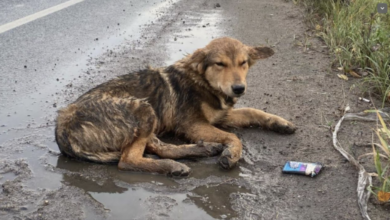 Highway Rescued Dog
