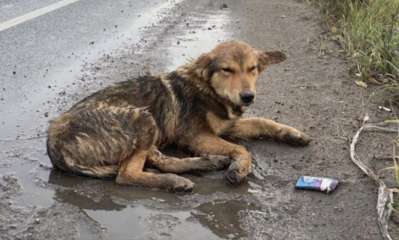 Highway Rescued Dog