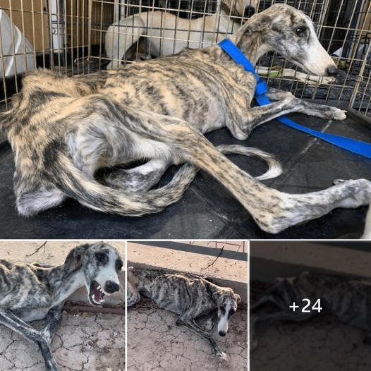 355057296_23855157992990692_8630188913215223442_n