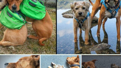 Blind Staffie Discovers Lifelong