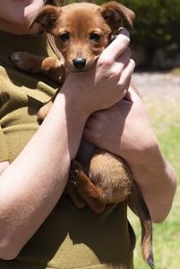 36581360-9029391-ms_olsen_pictured_with_angel_was_returning_from_a_family_event_i-m-45_1607420654689-1-201x300-1