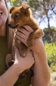 36581364-9029391-pictured_nicole_olsen_with_her_new_puppy_angel_ms_olsen_found_an-m-44_1607420628651-1-195x300-1