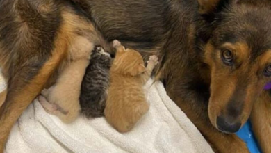 Abandoned Dog Finds Love