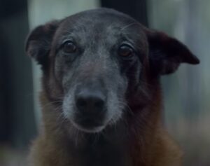 campagne-2016-30-millions-damis-1-10-screenshot-300x237-1