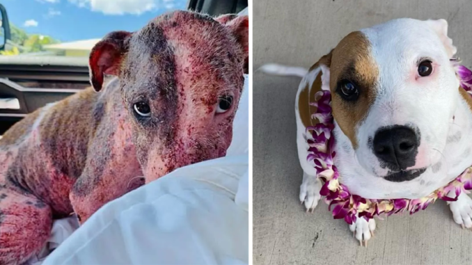 dog-found-buried-alive-now-fully-recovered