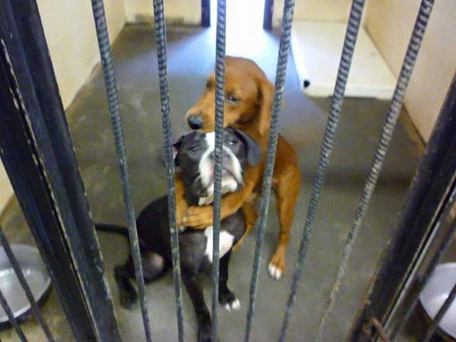 dog-hug-saves-friend-1 dog-hug-saves-friend-1