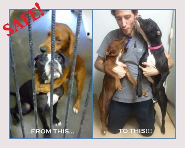 dog-hug-saves-friend-2 dog-hug-saves-friend-2