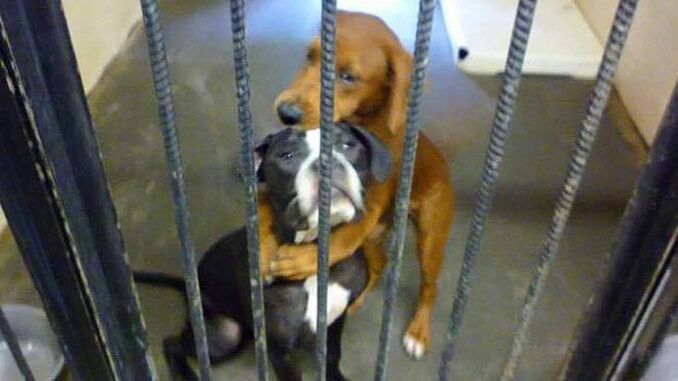 dog-hug-saves-friend
