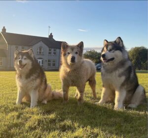 dogbaby12-300x280-1