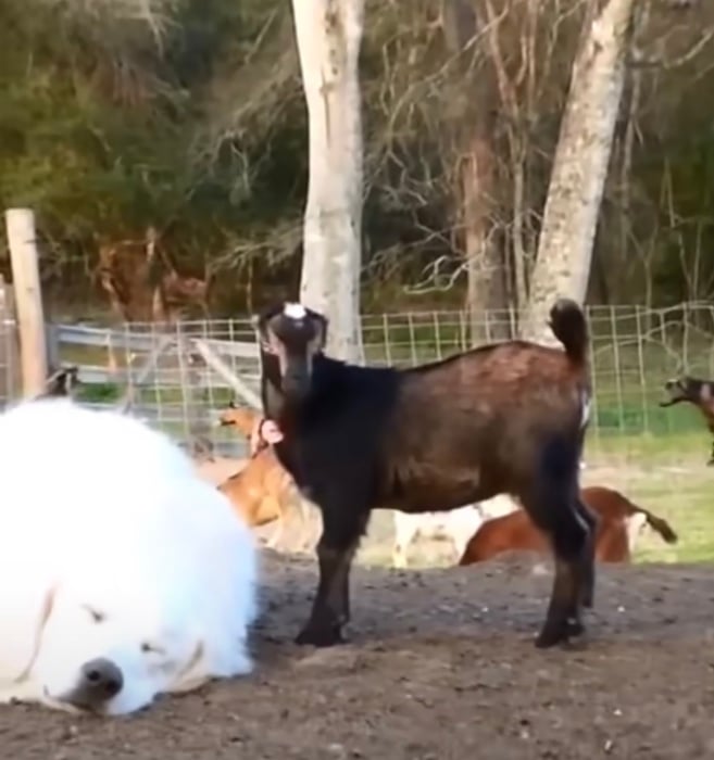 doggoatplay2